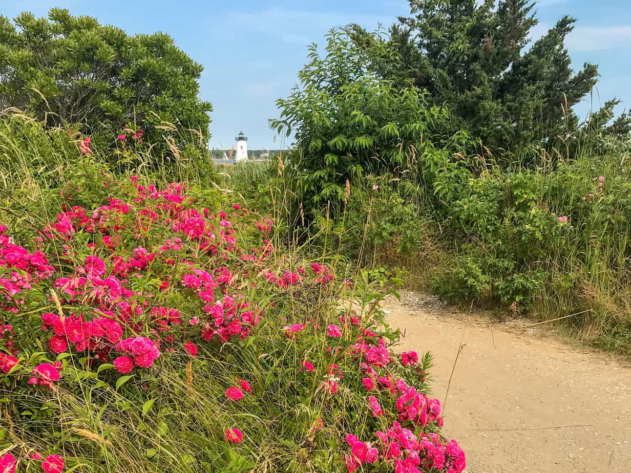 pink roses growing along path to white lighthouse