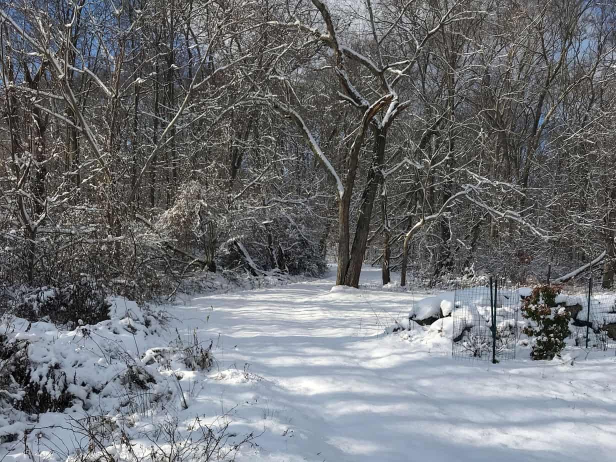 forest path covered in snow
